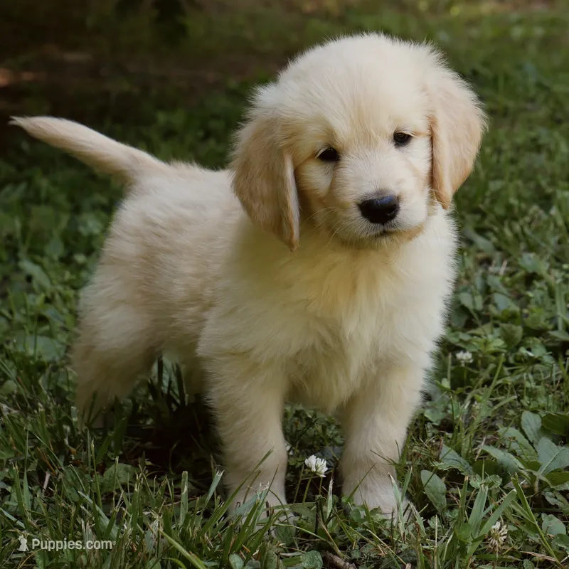 Snuggles – Golden Retriever puppy for sale in Roanoke, VA