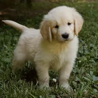 Snuggles, a male Golden Retriever for sale in Roanoke, VA – 2 of 9