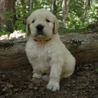 Rhett , a male Golden Retriever for sale in Roanoke, VA – 3 of 7