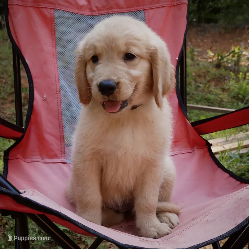 Posey – Golden Retriever puppy for sale in Roanoke, VA