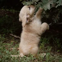 Chunky, a male Golden Retriever for sale in Roanoke, VA – 4 of 9