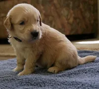 Teddy, a male Golden Retriever for sale in Roanoke, VA – 6 of 9