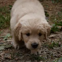 Tank, a male Golden Retriever for sale in Roanoke, VA – 4 of 10