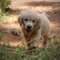 Buddy, a male Golden Retriever for sale in Roanoke, VA – 5 of 6