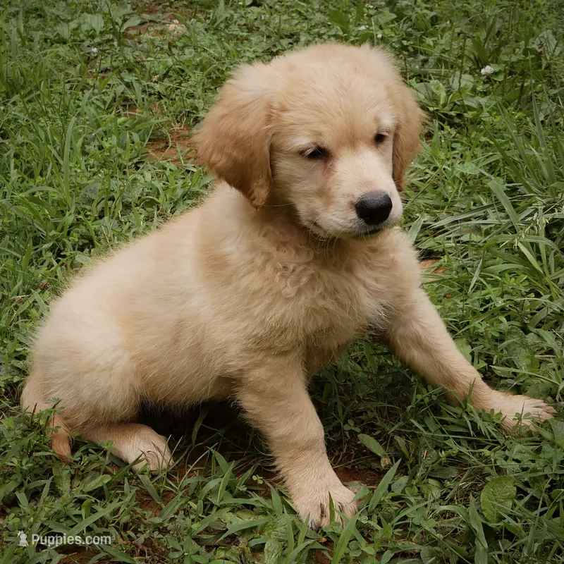 Sonny – Golden Retriever puppy for sale in Roanoke, VA