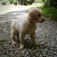 Wags, a male Golden Retriever for sale in Roanoke, VA – 6 of 8