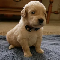 Teddy, a male Golden Retriever for sale in Roanoke, VA – 2 of 9