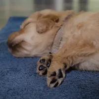 Teddy, a male Golden Retriever for sale in Roanoke, VA – 7 of 9