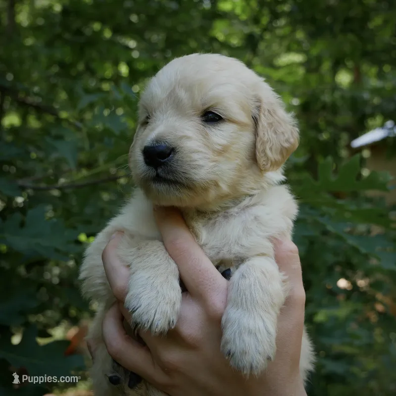 Snuggles – Golden Retriever puppy for sale in Roanoke, VA