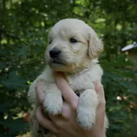 Snuggles, a male Golden Retriever for sale in Roanoke, VA – 1 of 10
