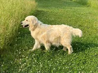 Peanut, a male Golden Retriever for sale in Roanoke, VA – 9 of 9