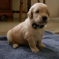 Teddy, a male Golden Retriever for sale in Roanoke, VA – 5 of 9