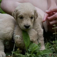 Nugget, a male Golden Retriever for sale in Roanoke, VA – 2 of 4