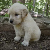 Rhett , a male Golden Retriever for sale in Roanoke, VA – 4 of 7