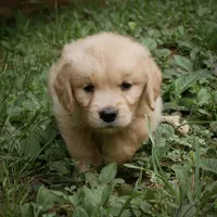 Handsome, a male Golden Retriever for sale in Roanoke, VA – 3 of 8