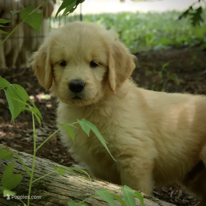 Peanut – Golden Retriever puppy for sale in Roanoke, VA