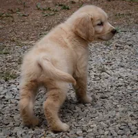 Beau, a male Golden Retriever for sale in Roanoke, VA – 5 of 7