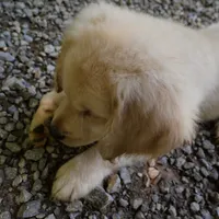 Dozer, a male Golden Retriever for sale in Roanoke, VA – 3 of 8