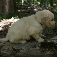 Rhett , a male Golden Retriever for sale in Roanoke, VA – 7 of 7