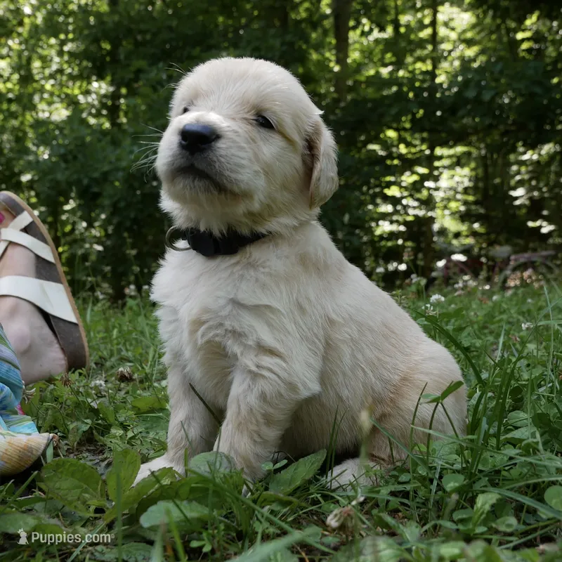 Woofy – Golden Retriever puppy for sale in Roanoke, VA