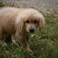 Chunky, a male Golden Retriever for sale in Roanoke, VA – 2 of 9