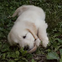 Snuggles, a male Golden Retriever for sale in Roanoke, VA – 5 of 9