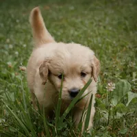 Sonny, a male Golden Retriever for sale in Roanoke, VA – 7 of 10