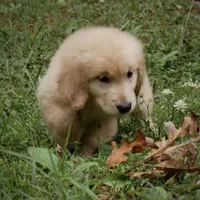 Chunky, a male Golden Retriever for sale in Roanoke, VA – 5 of 9