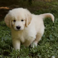 Snuggles, a male Golden Retriever for sale in Roanoke, VA – 3 of 9