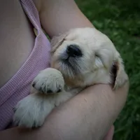 Snuggles, a male Golden Retriever for sale in Roanoke, VA – 5 of 10