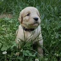 Posey, a female Golden Retriever for sale in Roanoke, VA – 3 of 7
