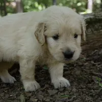 Rhett , a male Golden Retriever for sale in Roanoke, VA – 5 of 7