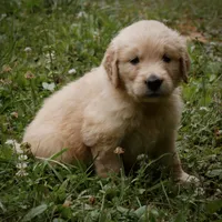 Tank, a male Golden Retriever for sale in Roanoke, VA – 6 of 10