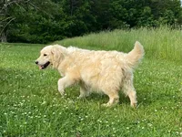 Tank, a male Golden Retriever for sale in Roanoke, VA – 10 of 10