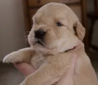 Sweetheart, a female Golden Retriever for sale in Roanoke, VA – 3 of 5