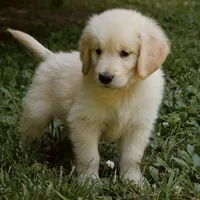 Snuggles, a male Golden Retriever for sale in Roanoke, VA – 4 of 9