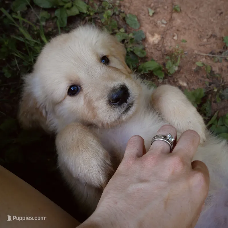 Baby Dear – Golden Retriever puppy for sale in Roanoke, VA