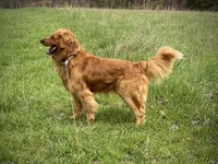 Baby Dear, a female Golden Retriever for sale in Roanoke, VA – 4 of 5