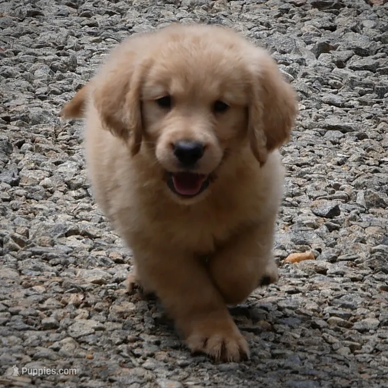 Buddy – Golden Retriever puppy for sale in Roanoke, VA
