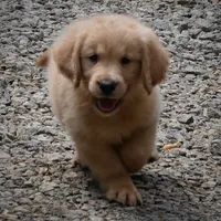 Buddy, a male Golden Retriever for sale in Roanoke, VA – 1 of 6