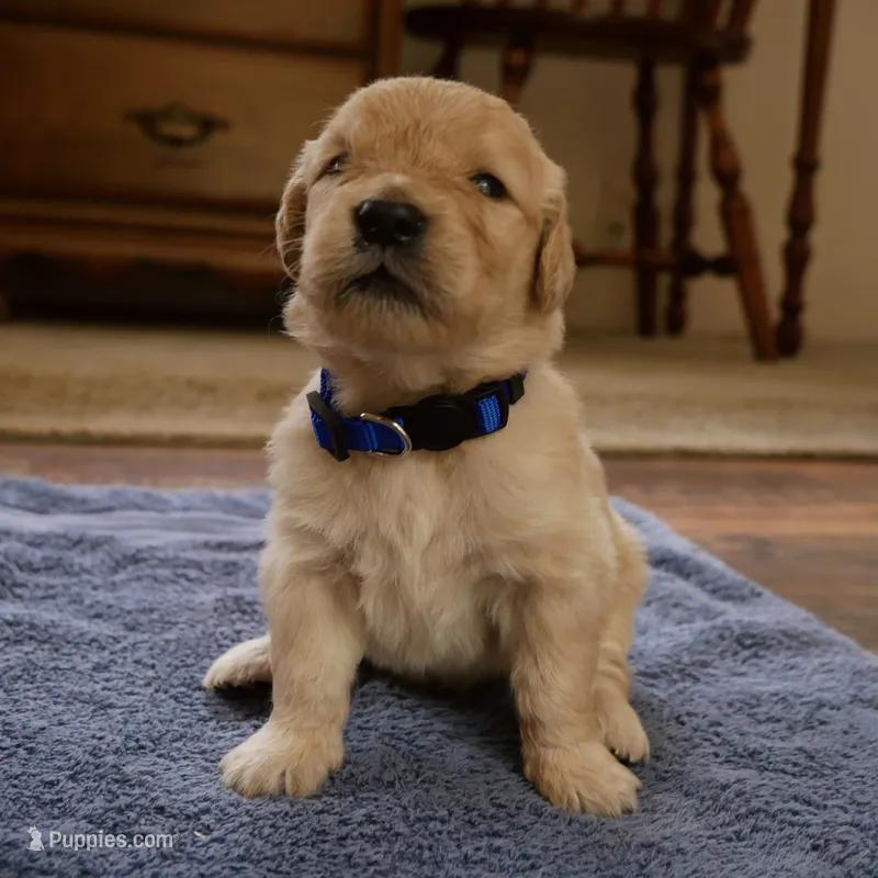 Chonky, a male Golden Retriever for sale in Roanoke, VA – 1 of 3