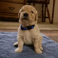 Chonky, a male Golden Retriever for sale in Roanoke, VA – 1 of 3