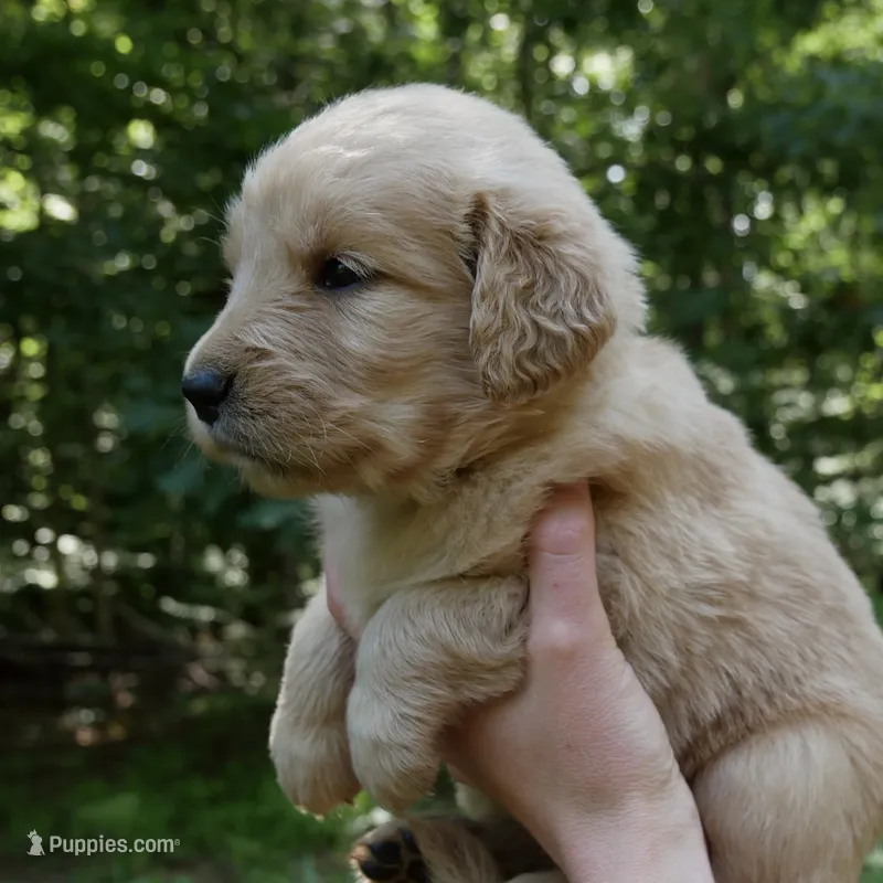 Posey – Golden Retriever puppy for sale in Roanoke, VA