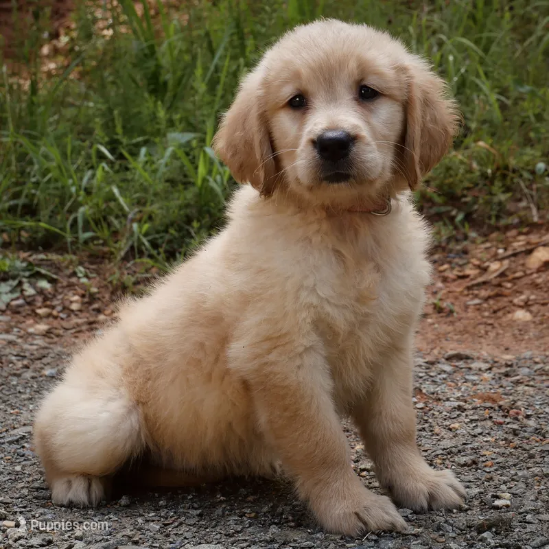 Princess – Golden Retriever puppy for sale in Roanoke, VA