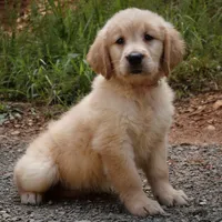 Princess, a female Golden Retriever for sale in Roanoke, VA – 1 of 6