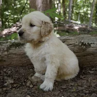Rhett , a male Golden Retriever for sale in Roanoke, VA – 6 of 7