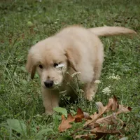 Chunky, a male Golden Retriever for sale in Roanoke, VA – 7 of 9