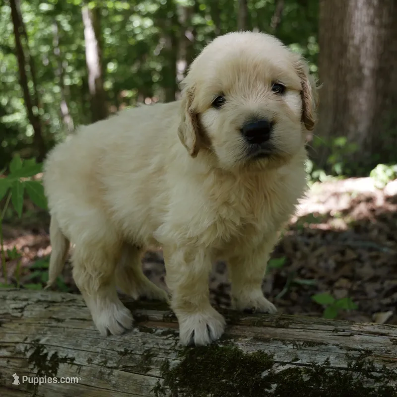 Rhett  – Golden Retriever puppy for sale in Roanoke, VA