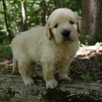 Rhett , a male Golden Retriever for sale in Roanoke, VA – 1 of 7