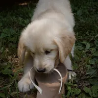 Snuggles, a male Golden Retriever for sale in Roanoke, VA – 7 of 9